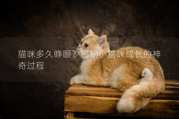 猫咪多久睁眼？揭秘小猫咪成长的神奇过程