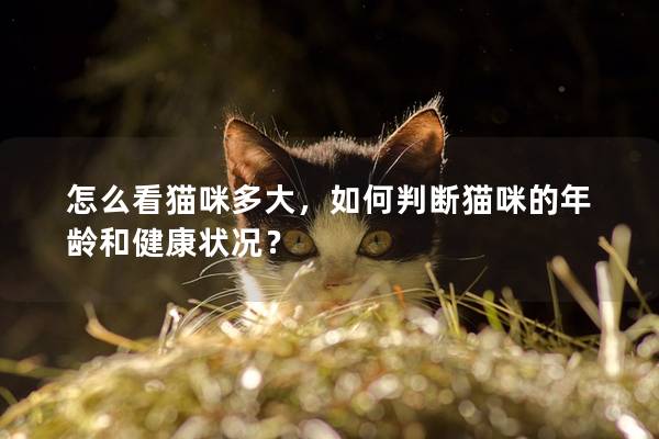 怎么看猫咪多大，如何判断猫咪的年龄和健康状况？