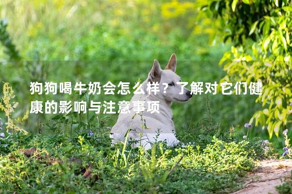 狗狗喝牛奶会怎么样？了解对它们健康的影响与注意事项