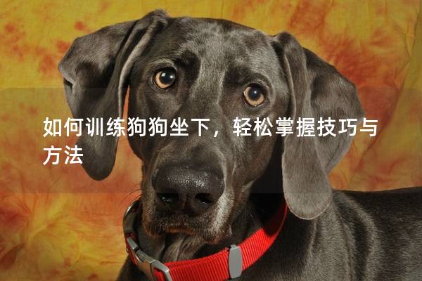 如何训练狗狗坐下，轻松掌握技巧与方法