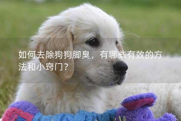 如何去除狗狗脚臭，有哪些有效的方法和小窍门？