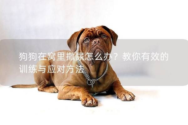 狗狗在窝里撒尿怎么办？教你有效的训练与应对方法