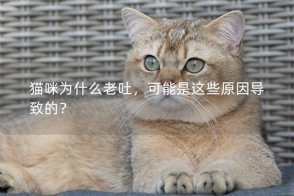 猫咪为什么老吐，可能是这些原因导致的？