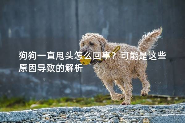 狗狗一直甩头怎么回事？可能是这些原因导致的解析