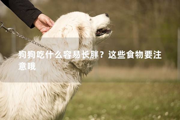 狗狗吃什么容易长胖？这些食物要注意哦