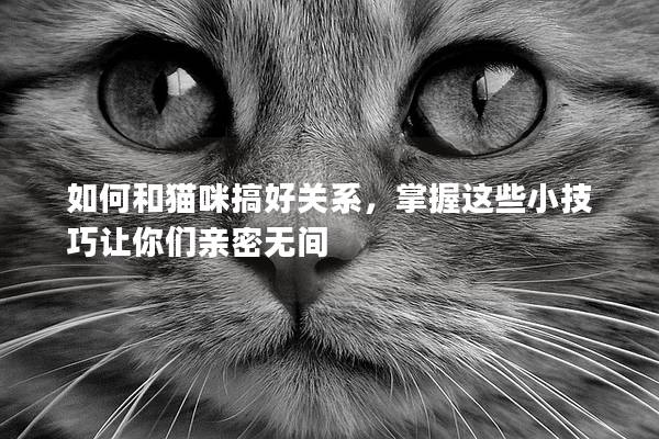 如何和猫咪搞好关系，掌握这些小技巧让你们亲密无间