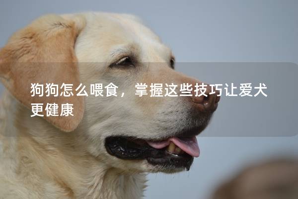狗狗怎么喂食，掌握这些技巧让爱犬更健康
