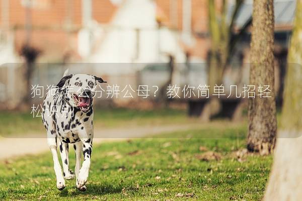 狗狗怎么分辨公母？教你简单几招轻松识别