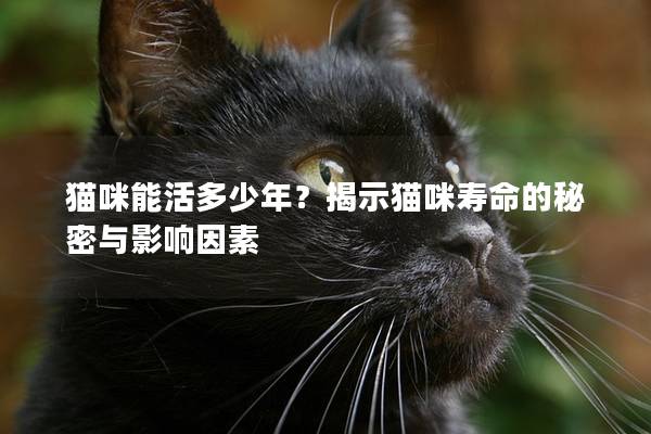 猫咪能活多少年？揭示猫咪寿命的秘密与影响因素