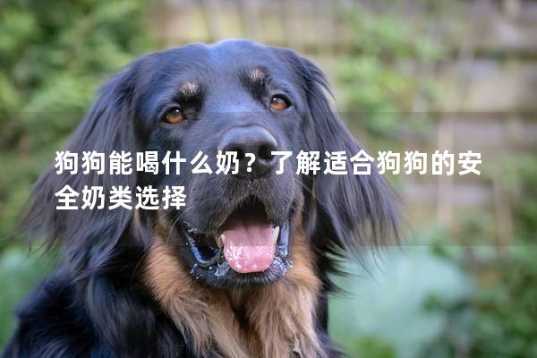 狗狗能喝什么奶？了解适合狗狗的安全奶类选择