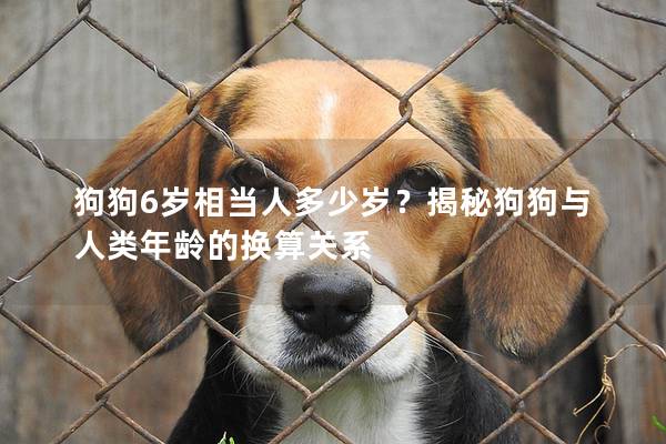 狗狗6岁相当人多少岁？揭秘狗狗与人类年龄的换算关系