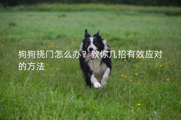 狗狗挠门怎么办？教你几招有效应对的方法