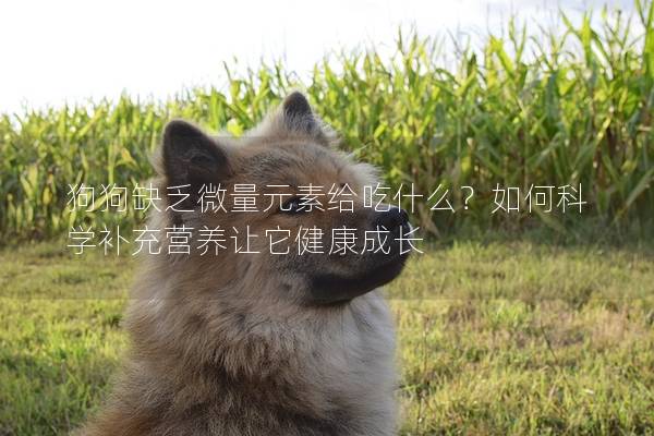 狗狗缺乏微量元素给吃什么？如何科学补充营养让它健康成长