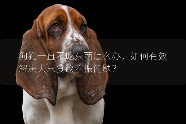 狗狗一直不吃东西怎么办，如何有效解决犬只食欲不振问题？