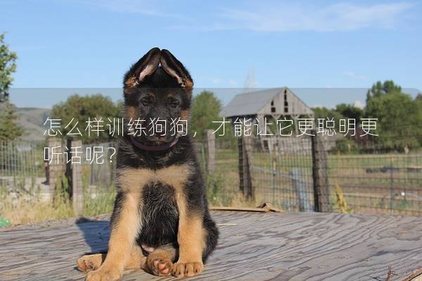 怎么样训练狗狗，才能让它更聪明更听话呢？