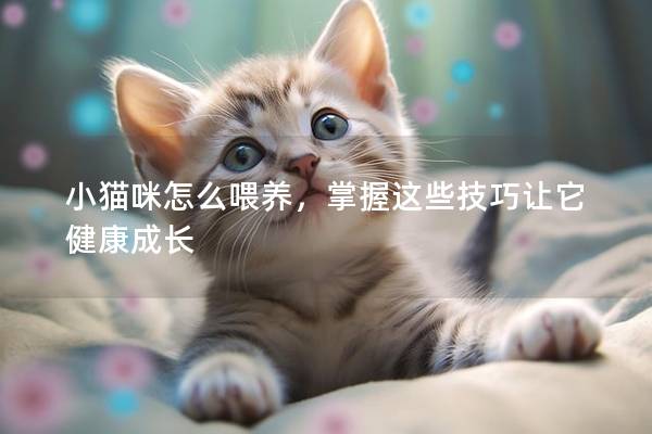 小猫咪怎么喂养，掌握这些技巧让它健康成长
