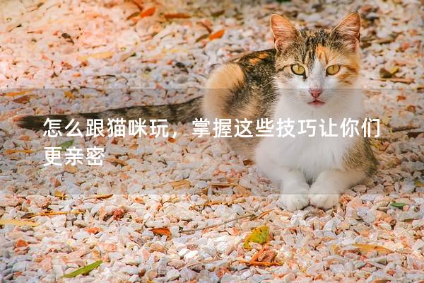 怎么跟猫咪玩，掌握这些技巧让你们更亲密