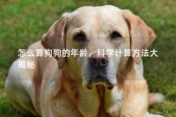 怎么算狗狗的年龄，科学计算方法大揭秘