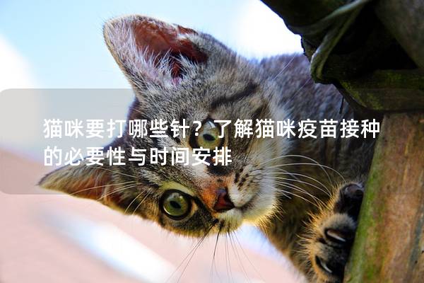 猫咪要打哪些针？了解猫咪疫苗接种的必要性与时间安排