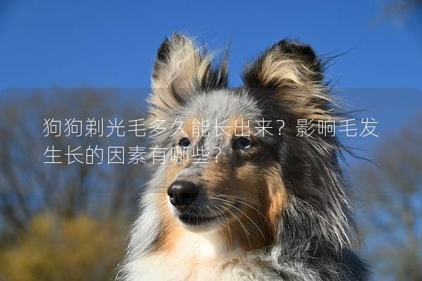 狗狗剃光毛多久能长出来？影响毛发生长的因素有哪些？