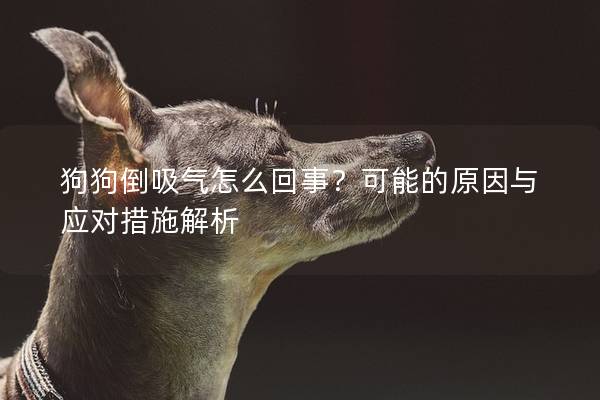 狗狗倒吸气怎么回事？可能的原因与应对措施解析
