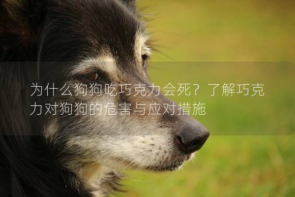 为什么狗狗吃巧克力会死？了解巧克力对狗狗的危害与应对措施