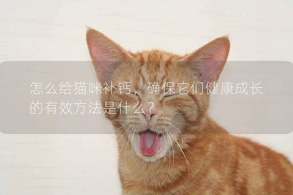 怎么给猫咪补钙，确保它们健康成长的有效方法是什么？