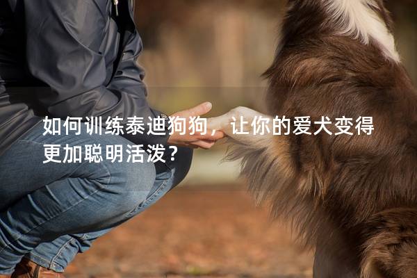 如何训练泰迪狗狗，让你的爱犬变得更加聪明活泼？