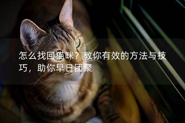 怎么找回猫咪？教你有效的方法与技巧，助你早日团聚