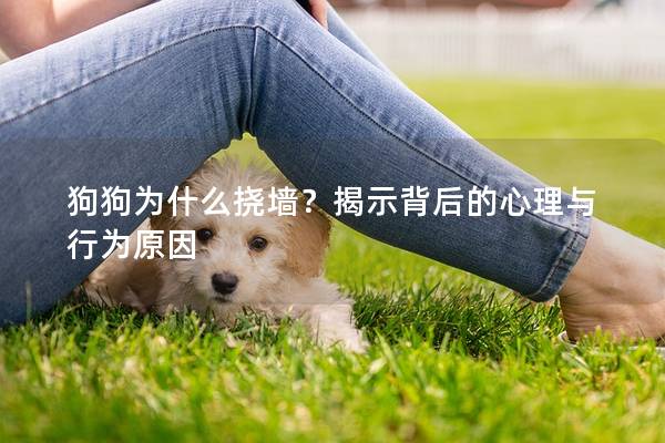 狗狗为什么挠墙？揭示背后的心理与行为原因