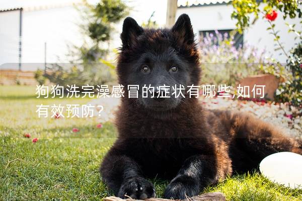 狗狗洗完澡感冒的症状有哪些,如何有效预防？