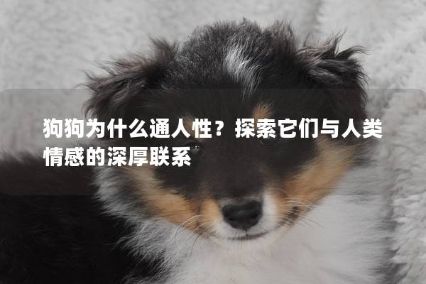 狗狗为什么通人性？探索它们与人类情感的深厚联系