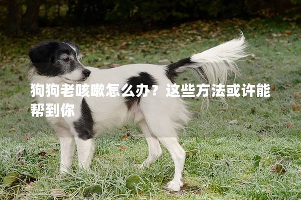 狗狗老咳嗽怎么办？这些方法或许能帮到你