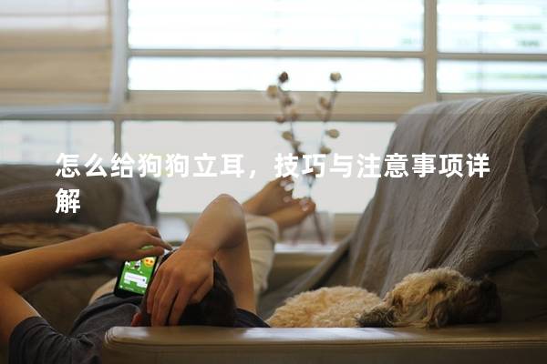 怎么给狗狗立耳，技巧与注意事项详解