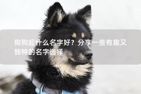 狗狗起什么名字好？分享一些有趣又独特的名字选择