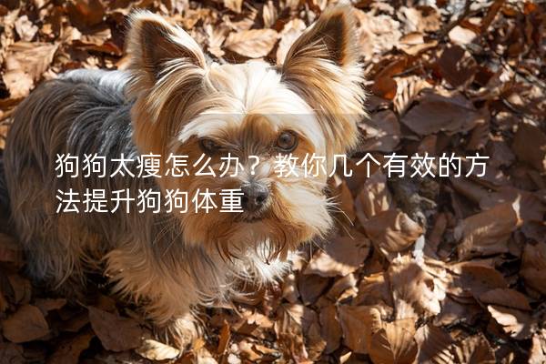 狗狗太瘦怎么办？教你几个有效的方法提升狗狗体重
