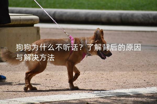狗狗为什么不听话？了解背后的原因与解决方法