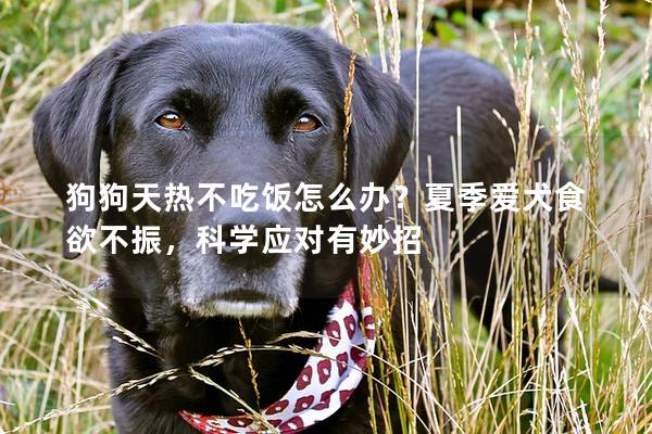 狗狗天热不吃饭怎么办？夏季爱犬食欲不振，科学应对有妙招