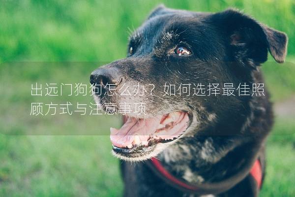 出远门狗狗怎么办？如何选择最佳照顾方式与注意事项