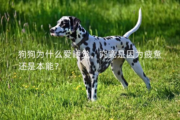 狗狗为什么爱睡觉，究竟是因为疲惫还是本能？