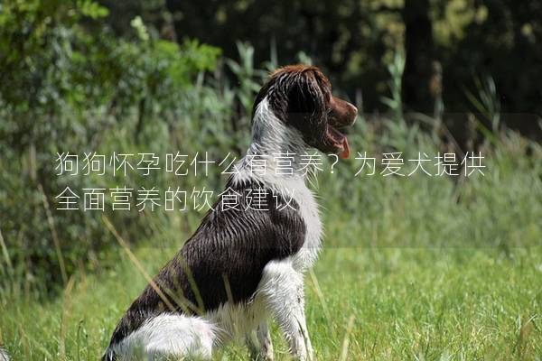 狗狗怀孕吃什么有营养？为爱犬提供全面营养的饮食建议