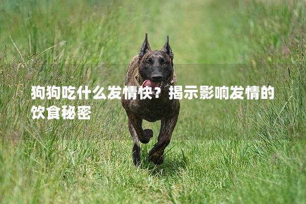 狗狗吃什么发情快？揭示影响发情的饮食秘密