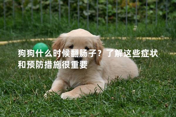 狗狗什么时候翻肠子？了解这些症状和预防措施很重要
