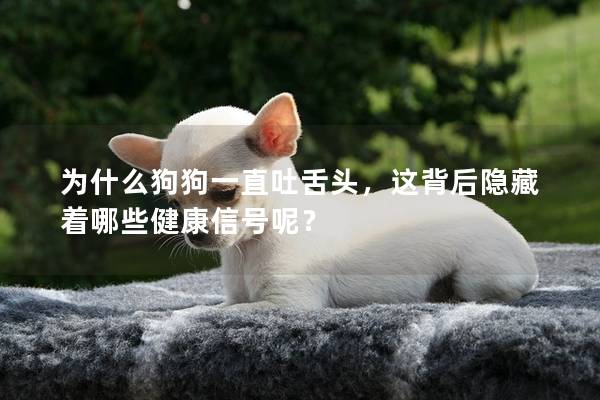 为什么狗狗一直吐舌头，这背后隐藏着哪些健康信号呢？