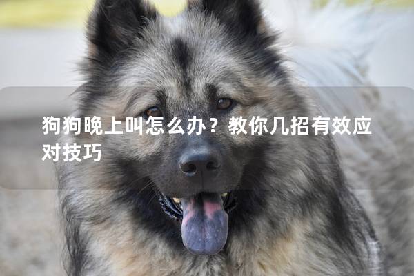狗狗晚上叫怎么办？教你几招有效应对技巧