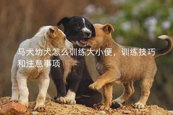 马犬幼犬怎么训练大小便，训练技巧和注意事项