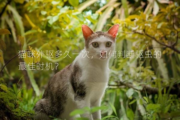 猫咪外驱多久一次，如何判断驱虫的最佳时机？