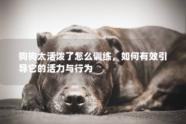 狗狗太活泼了怎么训练，如何有效引导它的活力与行为
