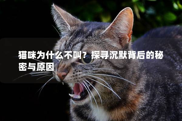 猫咪为什么不叫？探寻沉默背后的秘密与原因