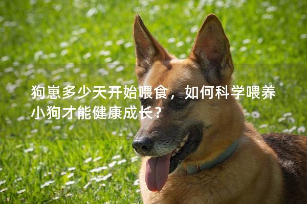 狗崽多少天开始喂食，如何科学喂养小狗才能健康成长？
